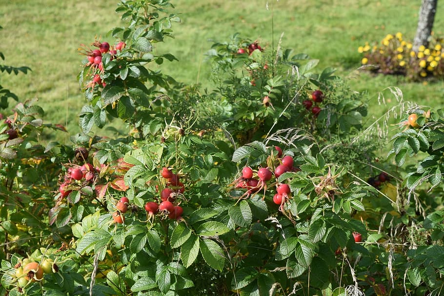 rose hips, bush, nature, plant, growth, green color, leaf, plant part HD wallpaper