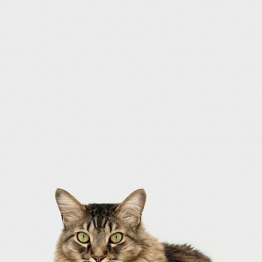 brown and white tabby cat, brown tabby cat photography, feline HD wallpaper