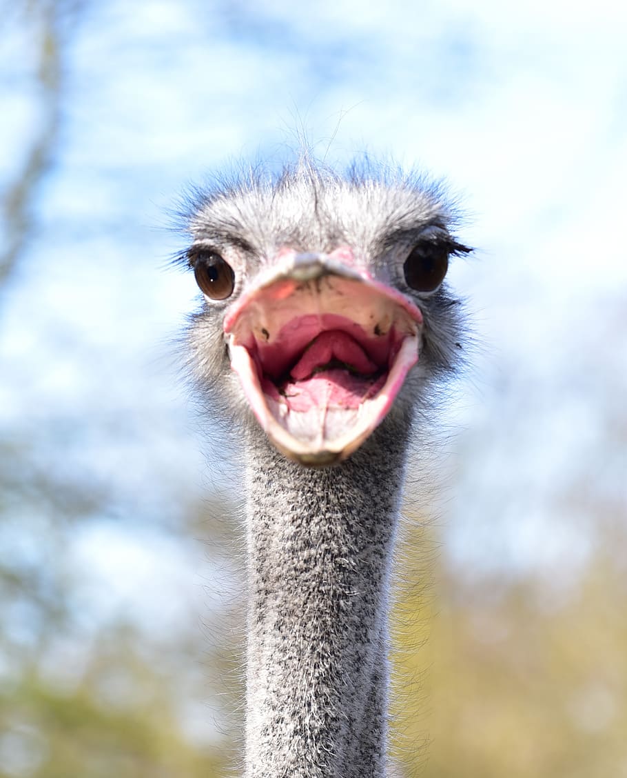 close-up photo of of ostrich, strauss, evil, foot, bite, head HD wallpaper