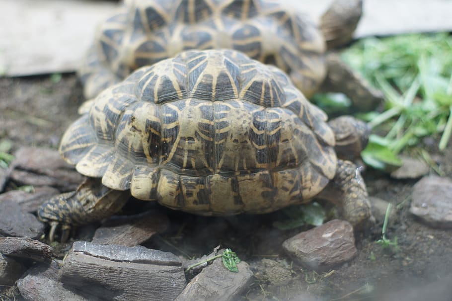 turtle, for, reptile, animal themes, animals in the wild, animal wildlife HD wallpaper