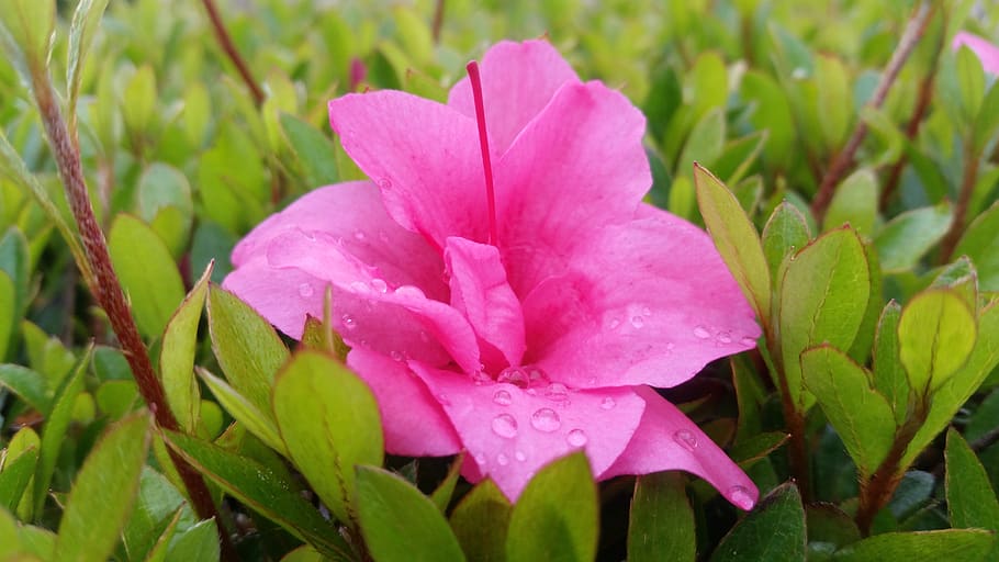 flower, raindrops, leaves, plant, beauty in nature, pink color HD wallpaper