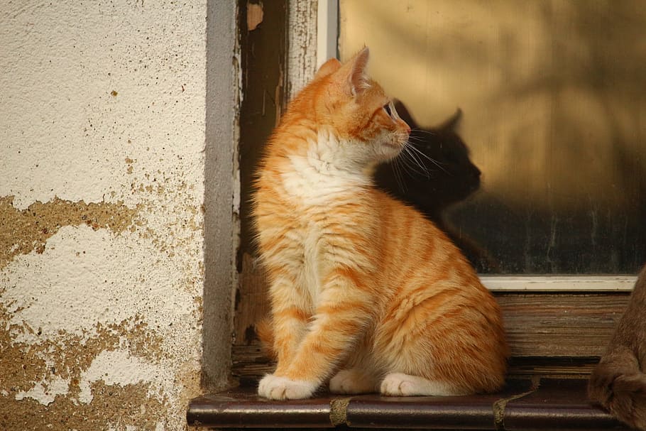 orange tabby cat sitting near window pane, mirroring, kitten HD wallpaper