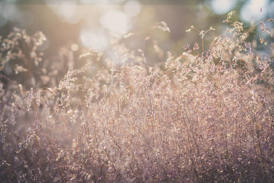 grass, sun, grasses, back light, mood, summer, nature, close HD wallpaper
