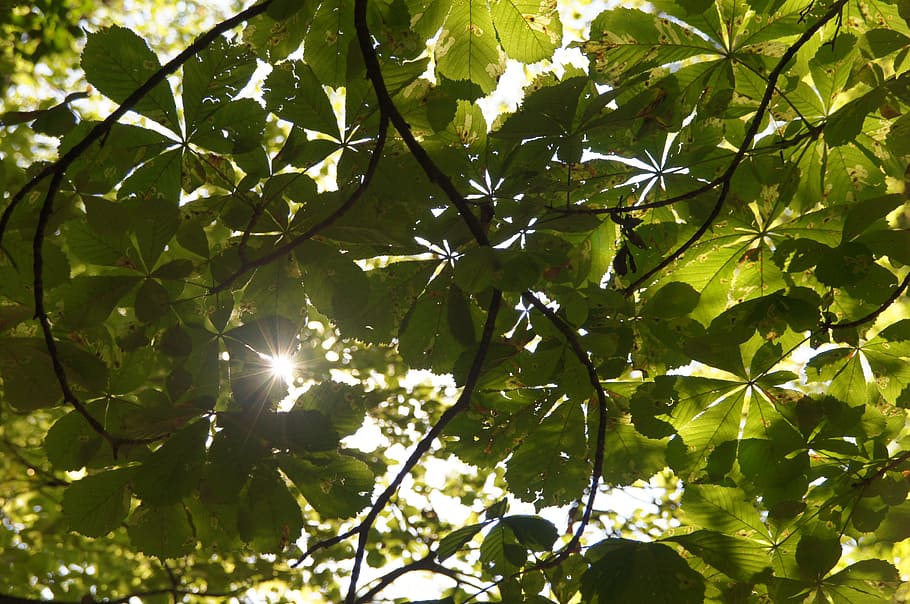 canopy, sun, summer, chestnut, beer garden, green, tree, plant HD wallpaper