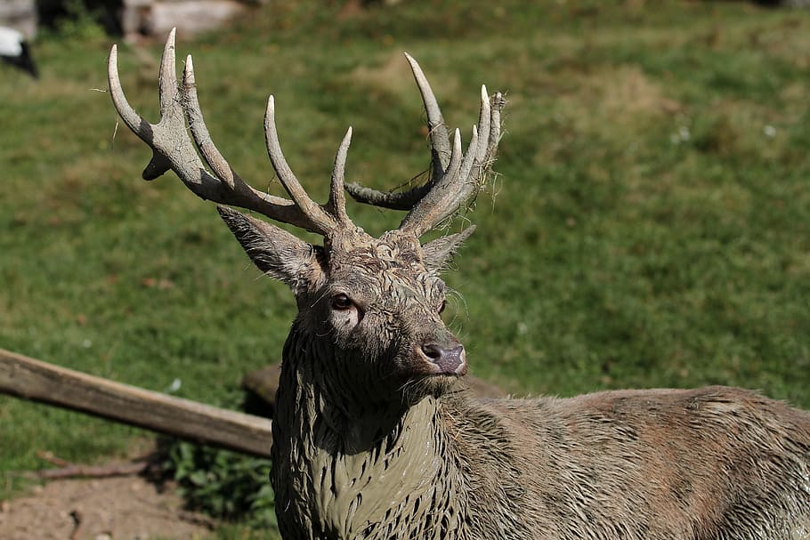 HD wallpaper: hirsch, antler, wild, mammal, nature, red deer, antler