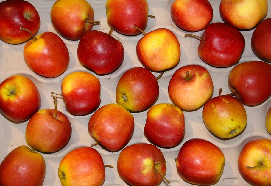 Apple, Fruit, Windfall, Harvest, Healthy, bio, fruity, frisch HD wallpaper