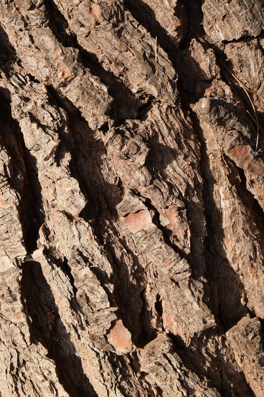 wood, bark, background, structure, texture, rauh, pine, log HD wallpaper