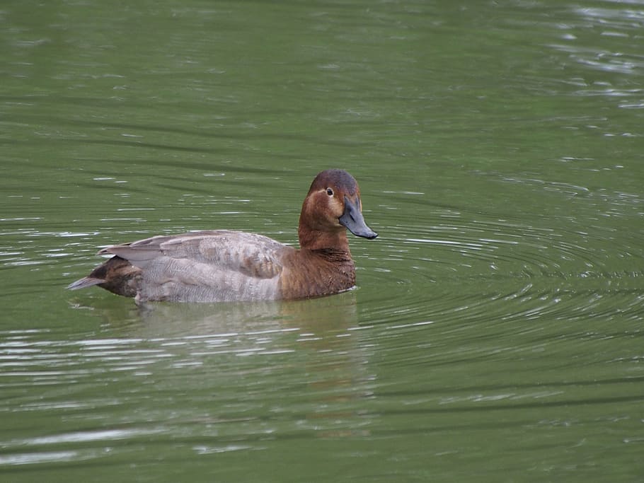 common pochard, red-headed duck, migrant, south park, taipei HD wallpaper