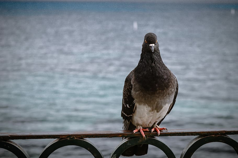 selective focus photography of wild dove, rock pigeon on black wire