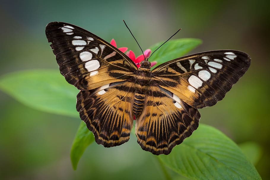 closeup photo of brown and black butterfly perching on red ixora flower at daytime HD wallpaper