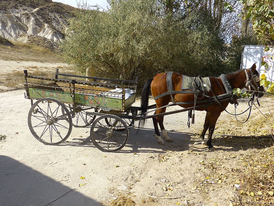 Coach, Horse Drawn Carriage, Carriage, Horse, wagon, dare, trailers, HD wallpaper