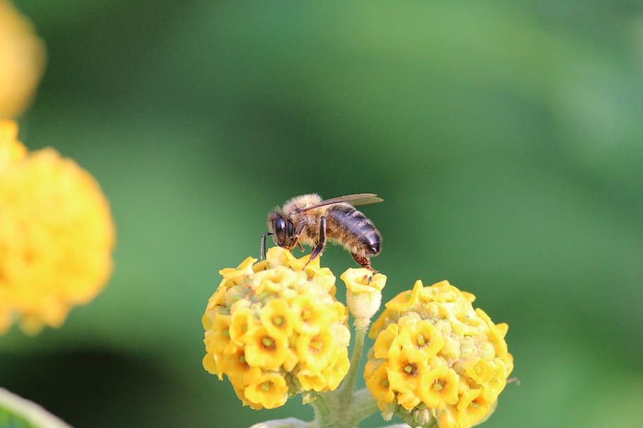 Bee, Blossom, Bloom, Insect, Flower, yellow, honey, sprinkle HD wallpaper