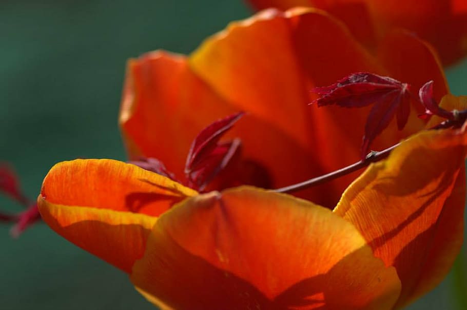 tulip, maple, spring, flower, flowering plant, beauty in nature HD wallpaper