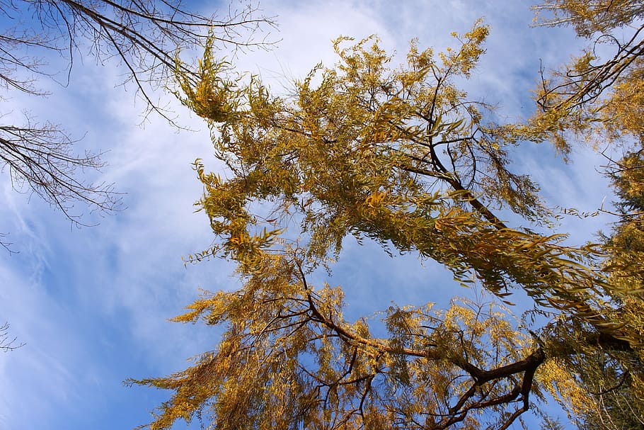 willow, leaves, sky, tree, trees, plant, beauty in nature, autumn HD wallpaper