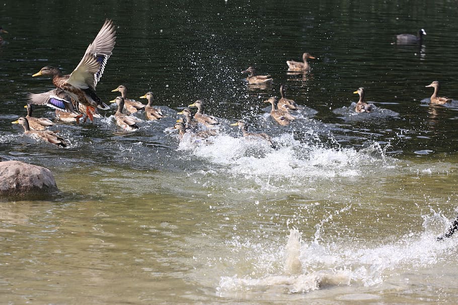 ducks, pond, park, flying, the fear, fly out, water, animal wildlife HD wallpaper