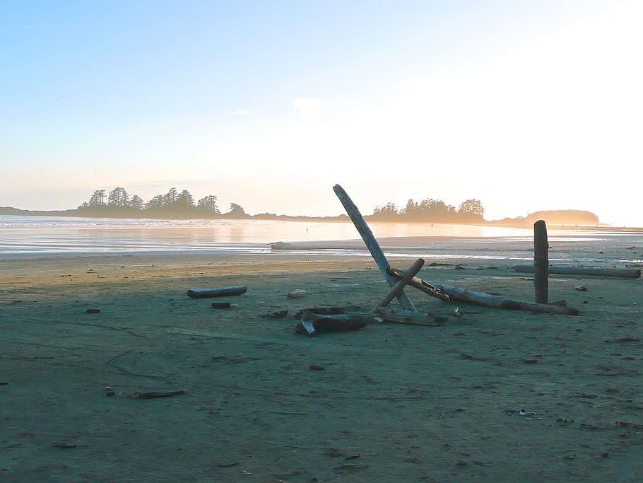 black driftwood on seashore, seashore, daytime, beach, nature HD wallpaper
