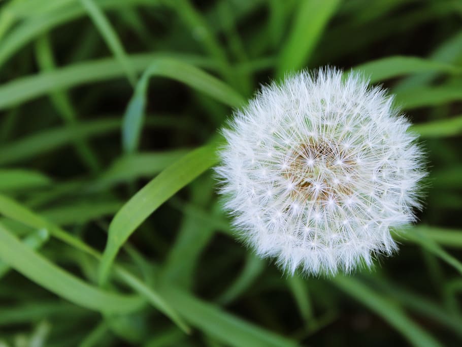 white dandelion plant, grass, meadow, green, flower, seeds HD wallpaper