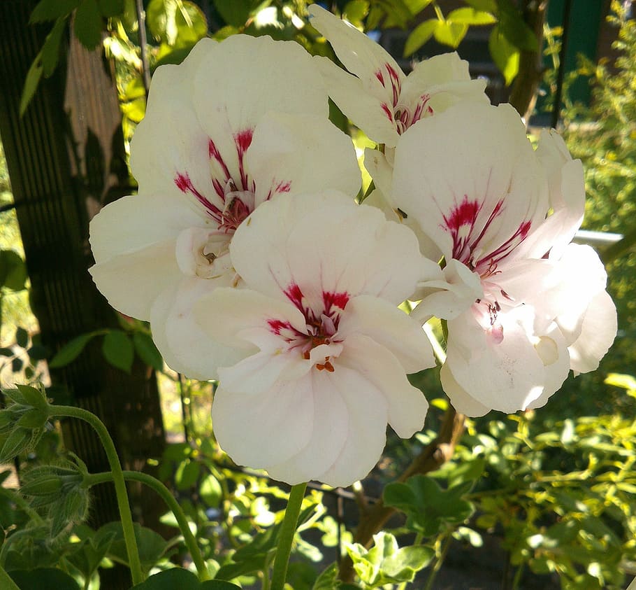 Geranium, Garden, Flowers, blossom, white color, petal, stamen HD wallpaper