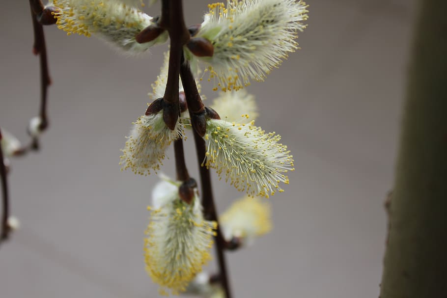 spring, plant, flowering, growth, beauty in nature, close-up HD wallpaper
