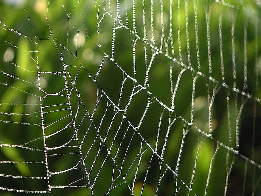 spider webs, drops, dew, water, landscapes, nature, fragility HD wallpaper