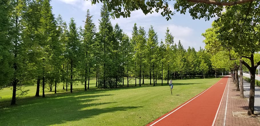 grassland, trees, athletic track, plant, green color, sport HD wallpaper