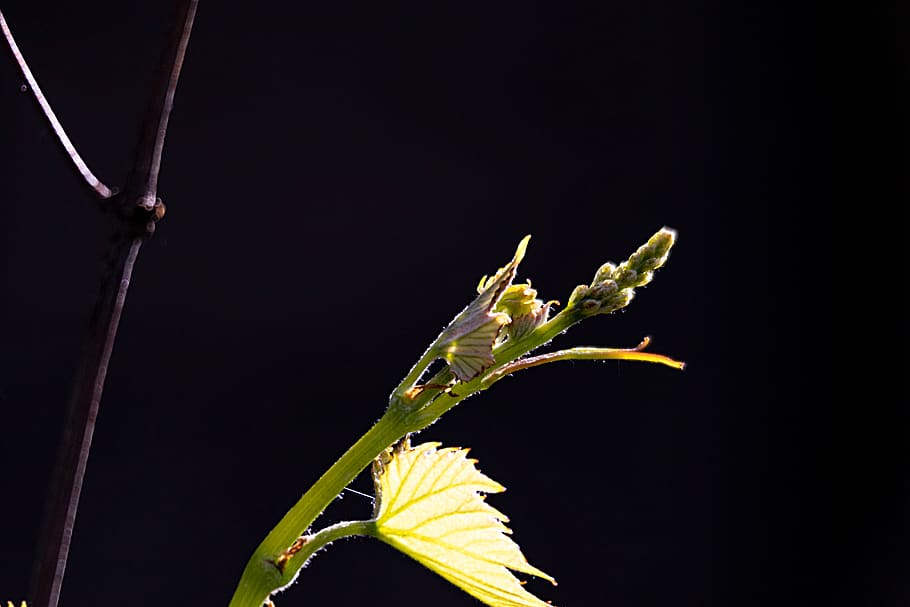 plant, wine, bud, spring, tree, green, leaf, branch, close up HD wallpaper