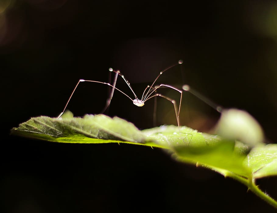 insect, spider, nature, invertebrate, animal, animal themes HD wallpaper