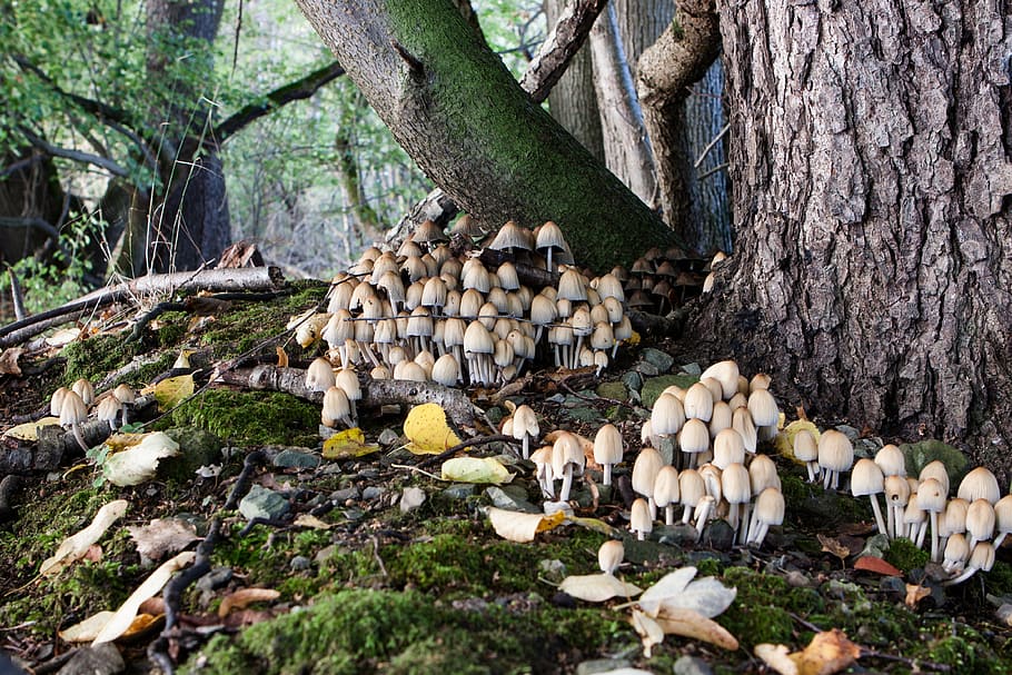 forest, tree, mushrooms, nature, branch, colorful, leaf, log HD wallpaper