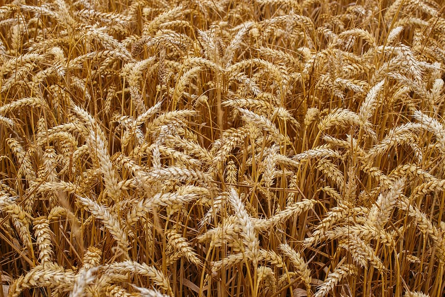 wheat field, grain, crops, bread, harvest, agriculture, seeds, HD wallpaper