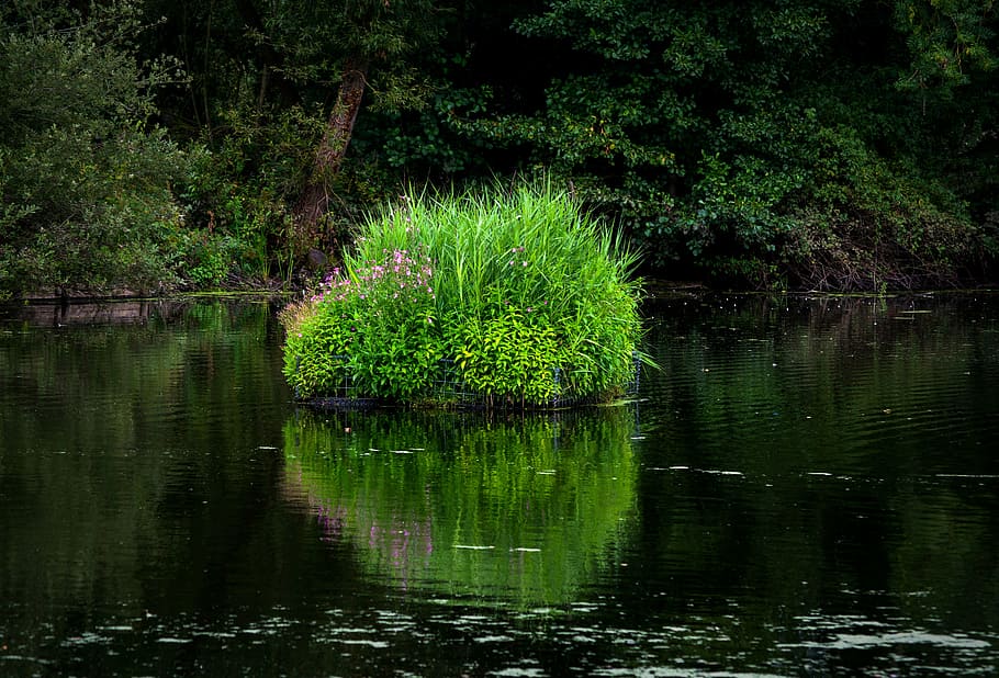 bush, plant, water, reflection, nature, trees, lake, growth HD wallpaper