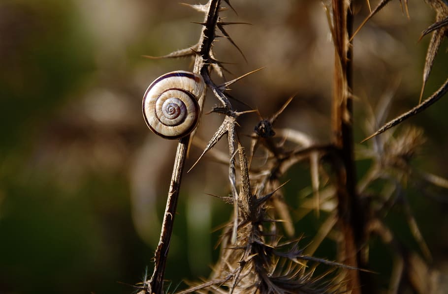 Shell, Snail, Thistle, Faded, Flower, rest, sting, autumn, nature HD wallpaper