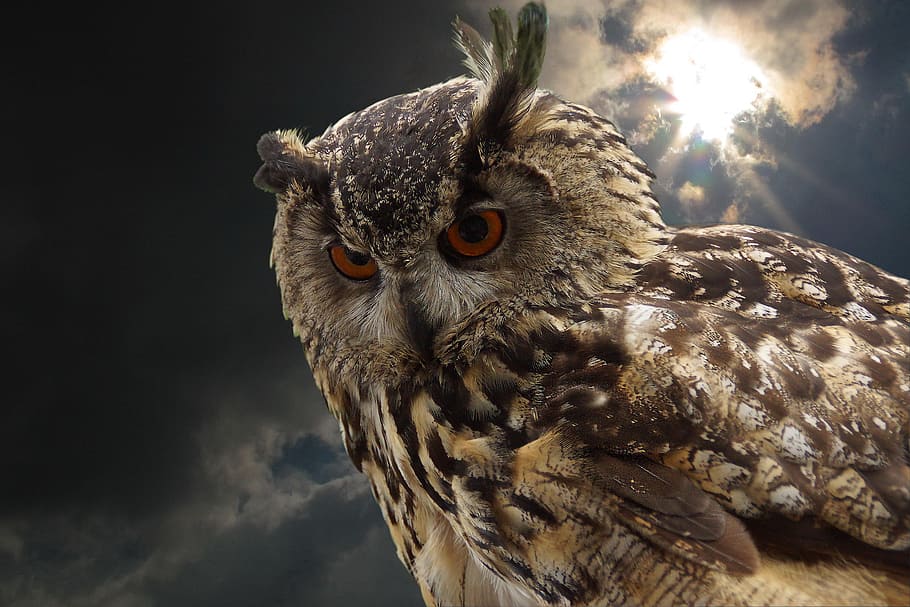 shallow focus photo of brown and black owl, falconry, bird HD wallpaper