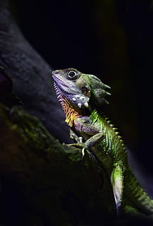 green reptile on tree branch, green, purple, and orange lizard on black surface HD wallpaper
