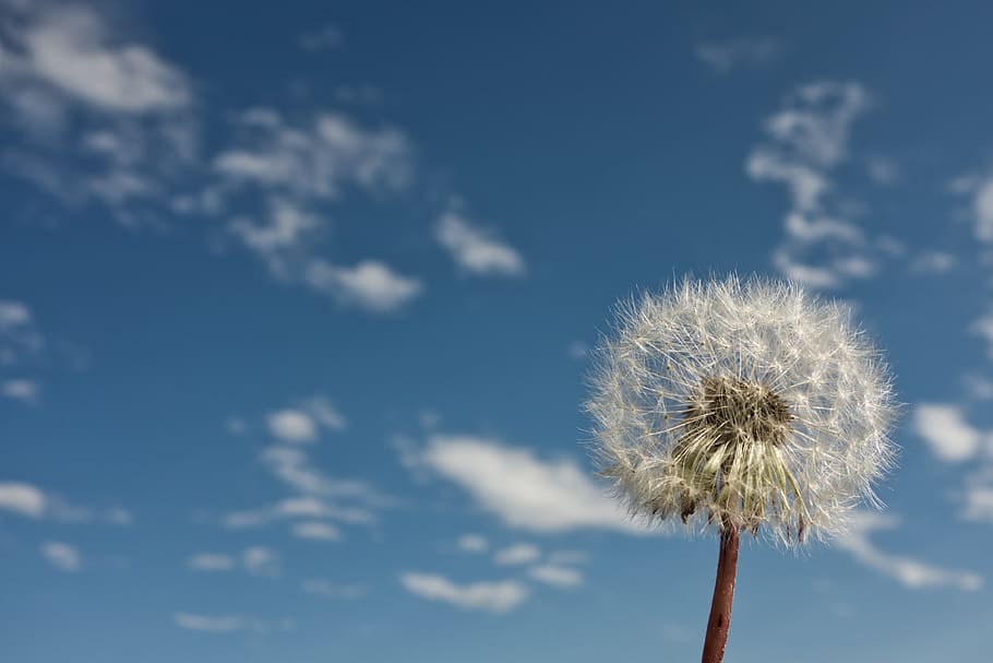 close-up photo of dandelion, flower, flowers, text, spring HD wallpaper