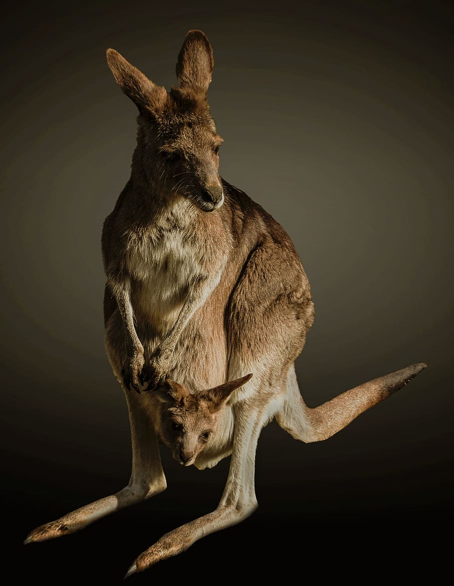 kangaroo for mac grasshopper