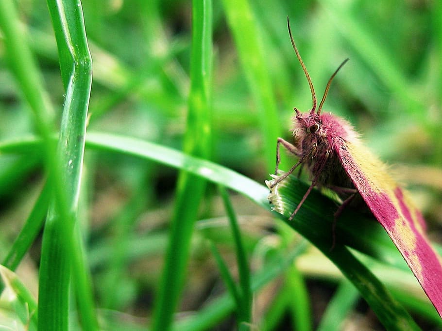 moth, pink, insect, bug, nature, grass, green, flora, foliage HD wallpaper