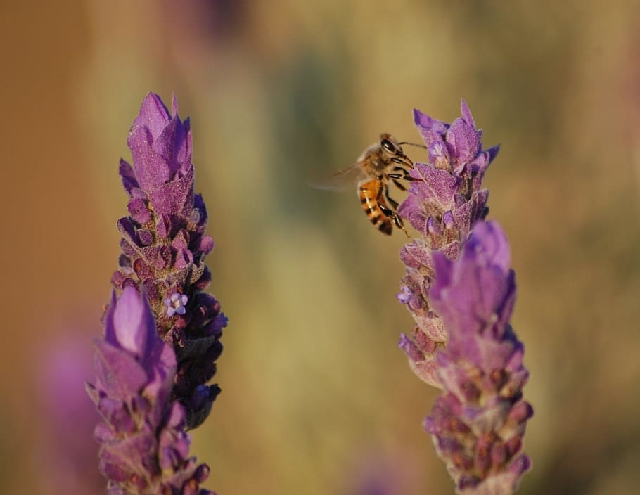 Lavender, Flowers, Bees, Insects, blossoms, lavandula, purple HD wallpaper