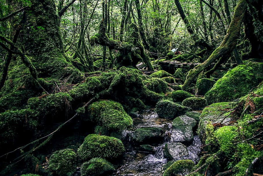 person taking photo of forest, yakushima island, green, natural