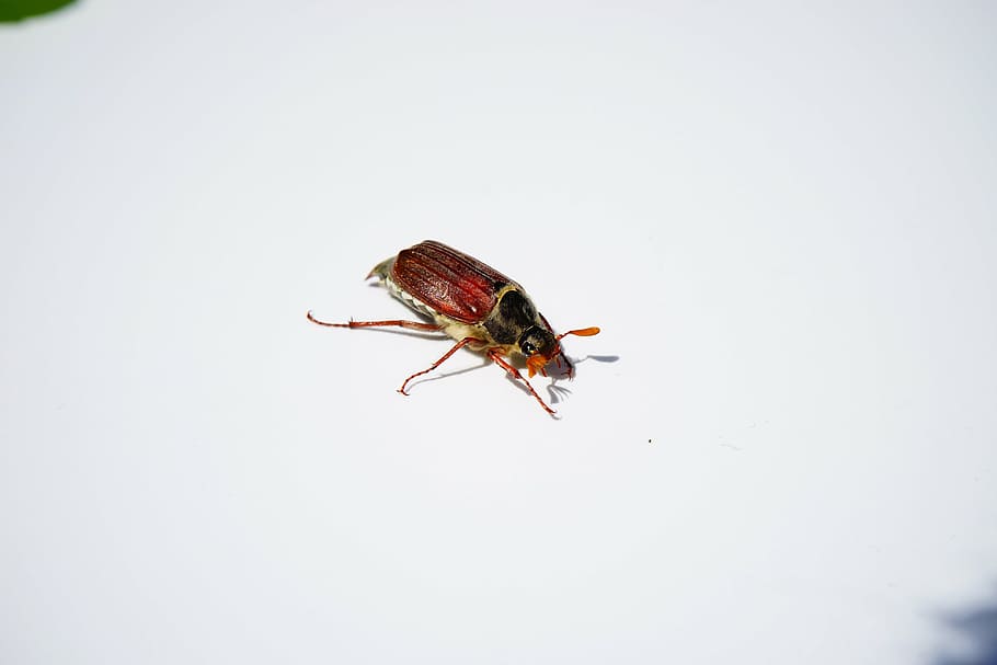 maikäfer, cockchafer, beetle, insect, krabbeltier, spring, HD wallpaper