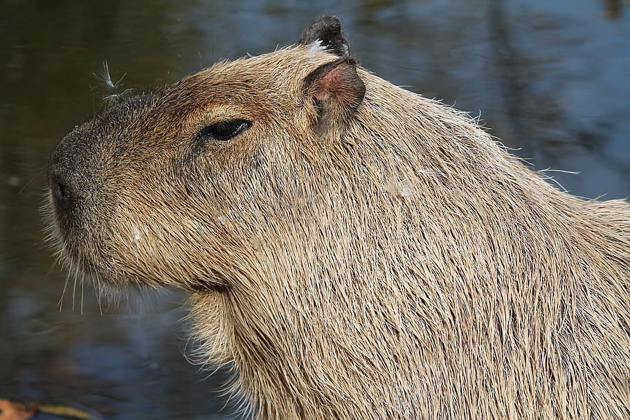 Capybaras 1080P, 2K, 4K, 5K HD wallpapers free download | Wallpaper Flare