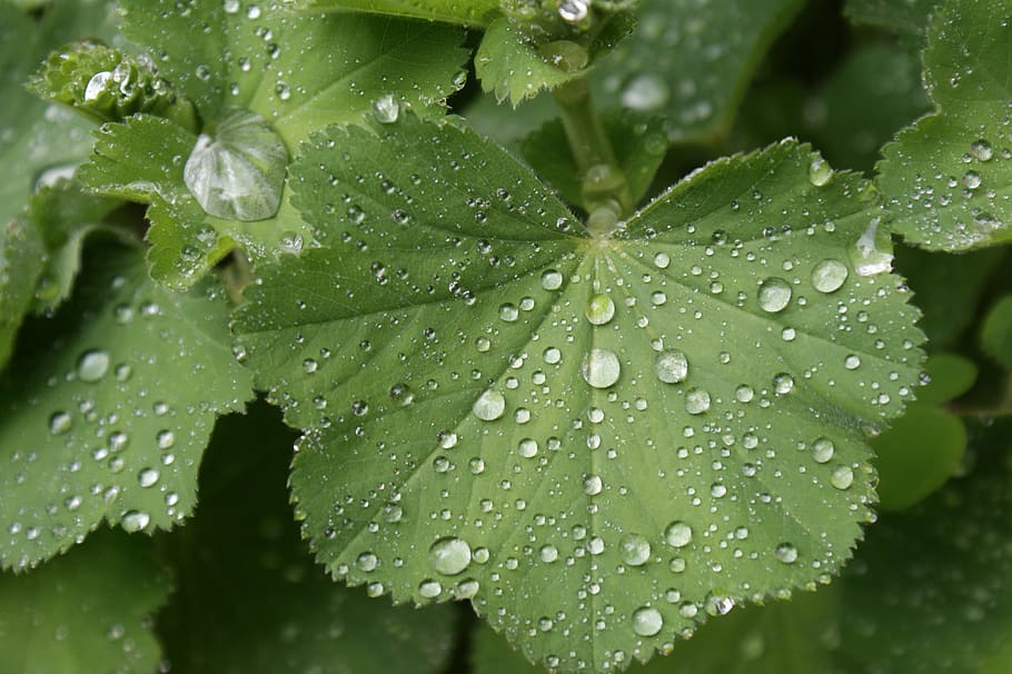 green, wet, wassertrofpen, nature, leaves, dew drops, morgentau HD wallpaper