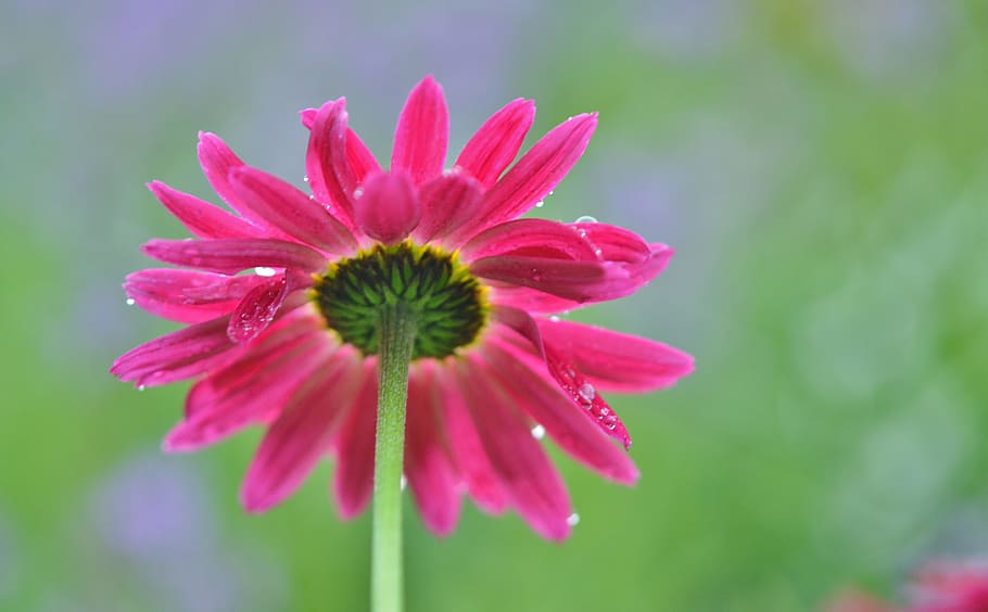 flower, daisy, nature, spring, white, plant, floral, summer HD wallpaper