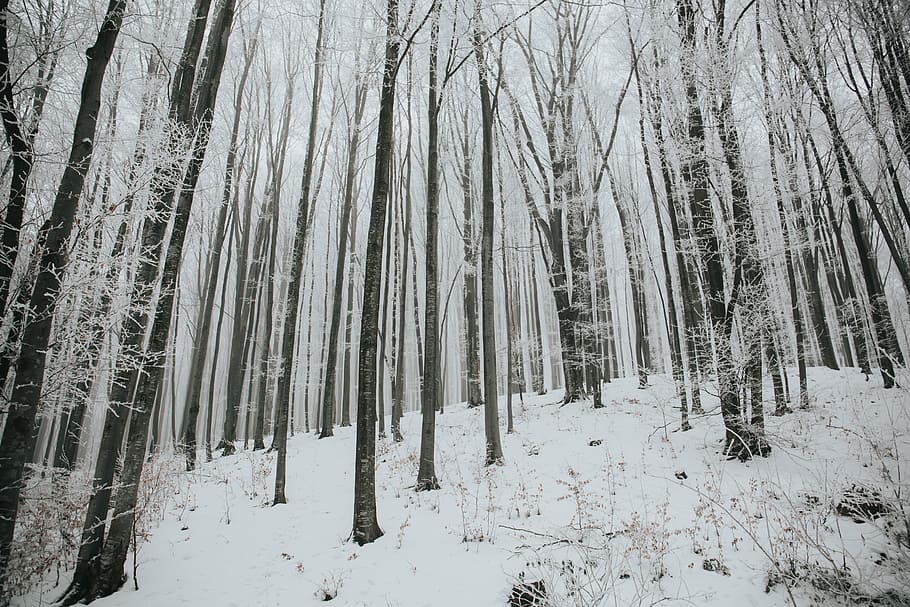 trees filled with snow, winter, white, cold, weather, ice, plants HD wallpaper