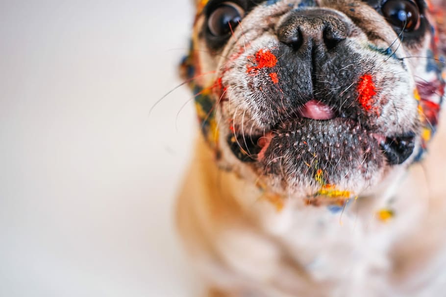 shallow focus photography of brown dog, cute, pet, fun, little HD wallpaper