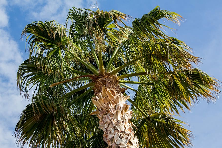 palm, tree, nature, tropical, summer, travel, vacation, fair weather HD wallpaper
