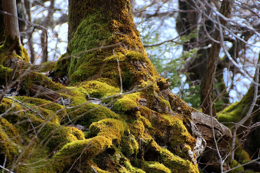 green moss on tree root, be most, ground, old, weather the time HD wallpaper