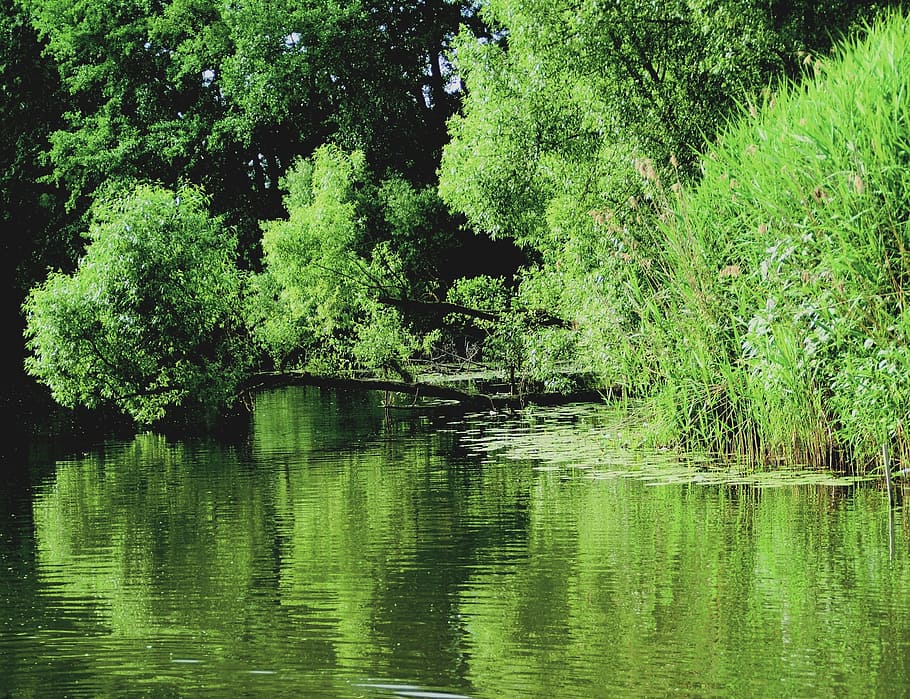 lake, light, reflex, shadow, mood, rest, trees, shrubs, green HD wallpaper