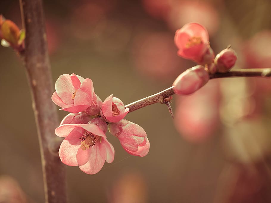 pink flowers selective-focus photographyy, spring, growth, pink color HD wallpaper