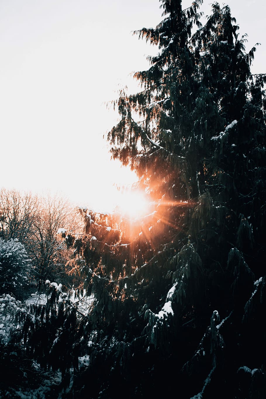 green tree during daytime, green leafed tree against sun at daytime HD wallpaper