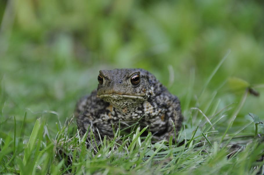 path, green, grass, nature, erratic, pond, animal themes, animal wildlife HD wallpaper